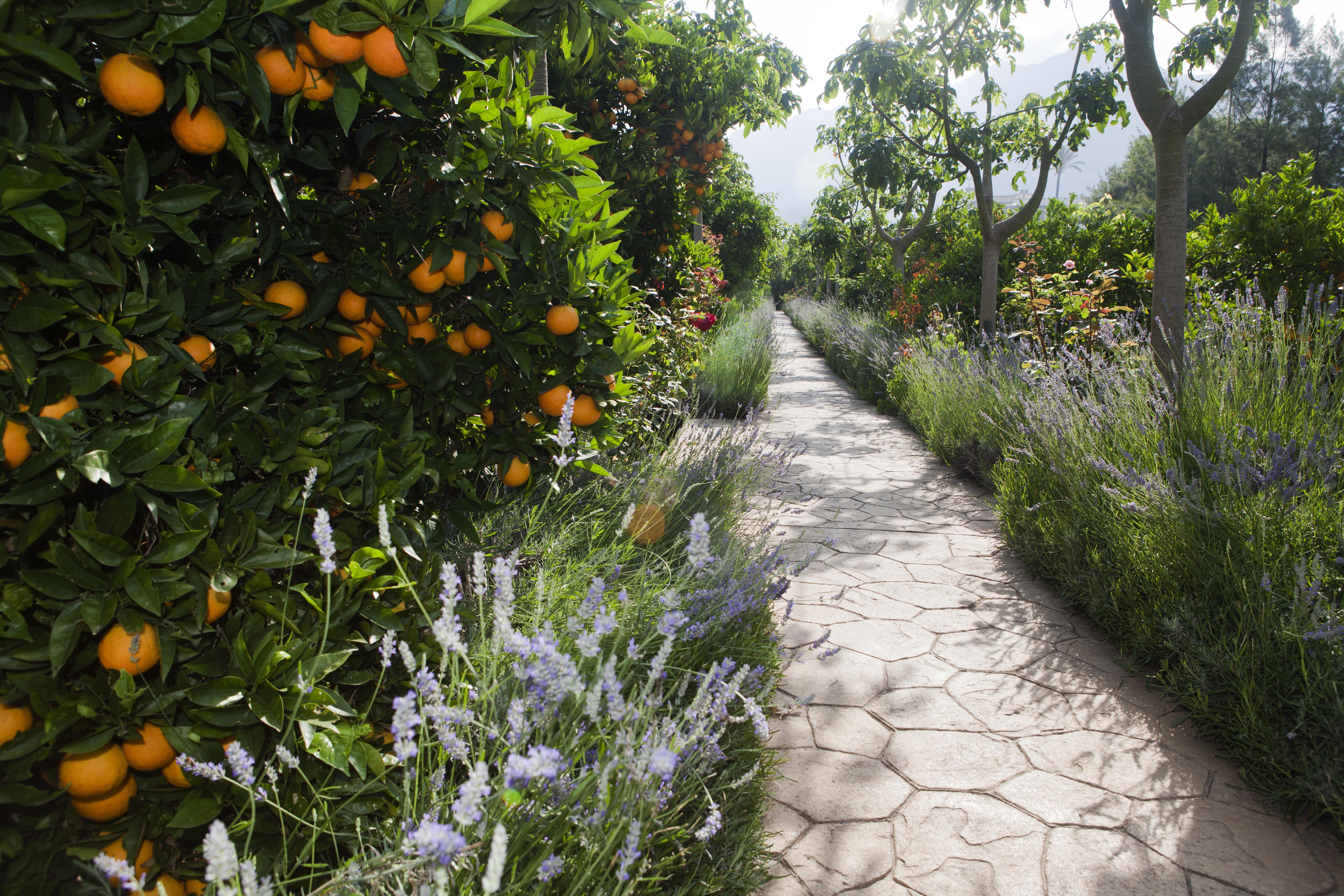 Finca Ca'S Curial - Agroturismo - Adults Only Sóller Dış mekan fotoğraf