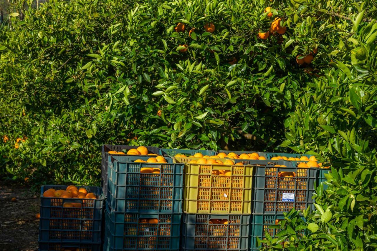 Finca Ca'S Curial - Agroturismo - Adults Only Sóller Dış mekan fotoğraf