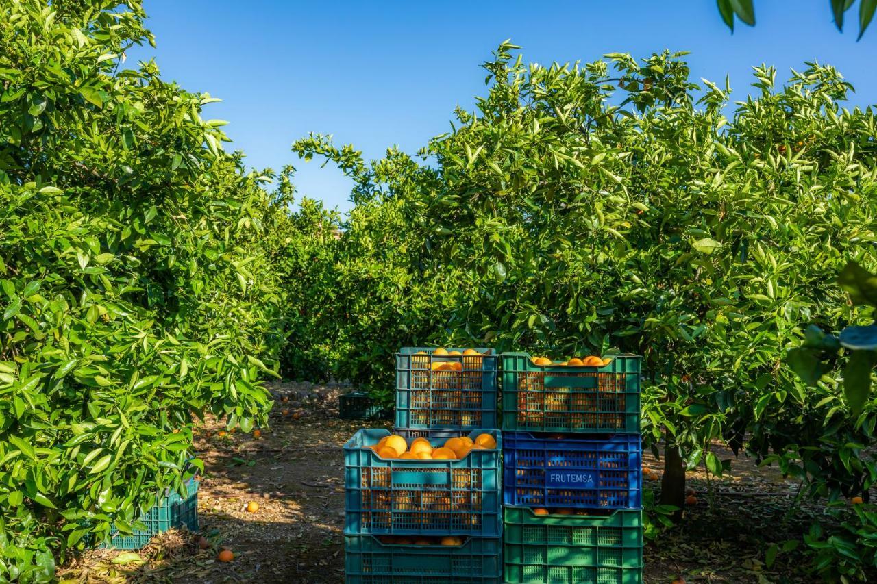 Finca Ca'S Curial - Agroturismo - Adults Only Sóller Dış mekan fotoğraf